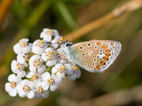 Icarusblauwtje (Polyommatus icarus)
